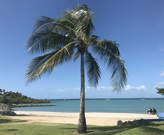 A palm tree on the grass near a beach.